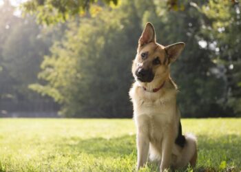 O motivo pelo qual os cães têm o comportamento de inclinar a cabeça ao ouvir pessoas e no que isso os beneficia