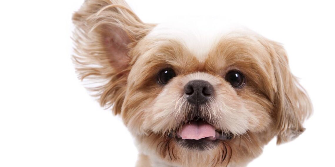 cachorro