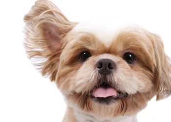 cachorro