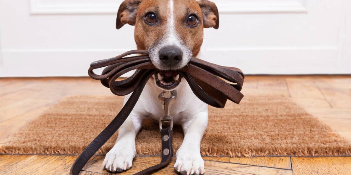 O que significa quando o cachorro late e pula antes de sair para o passeio?
