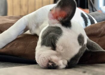 cachorro sonhando