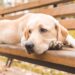 Protetor recebe visita do cãozinho dias antes da despedida, e gesto emociona a todos