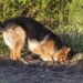 Por que cães adoram enterrar brinquedos e petiscos e o que esse hábito revela sobre eles