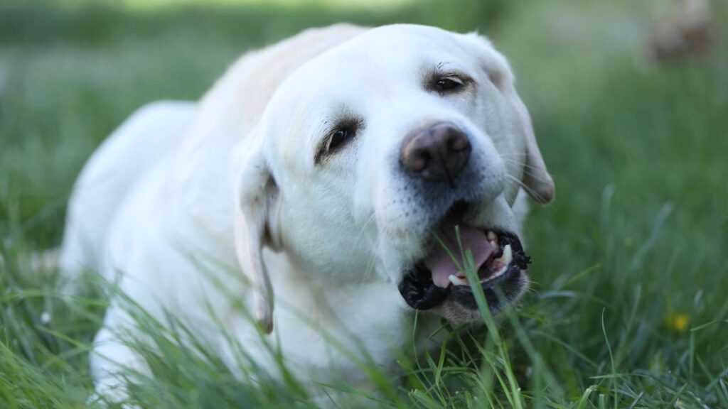 cachorro comendo grama