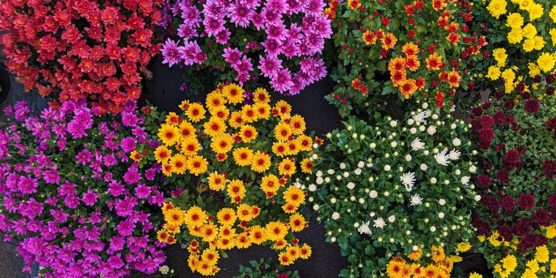 flores