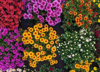 flores
