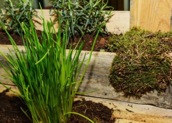 Horta em apartamento? Veja como cultivar cebolinha verdinha mesmo em espaços pequenos e com pouco sol