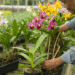 Flores duradouras: cuidados simples que salvam suas orquídeas de murchar rapidamente