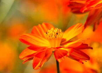 Quer um jardim de revista sem gastar muito? Aposte no cosmos laranja para colorir seus canteiros