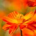 Quer um jardim de revista sem gastar muito? Aposte no cosmos laranja para colorir seus canteiros