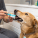 Veterinários alertam para o erro comum que compromete os dentes do seu cachorro