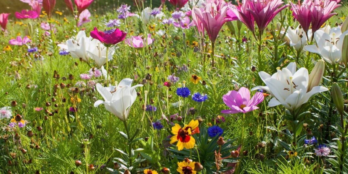flores em pleno sol