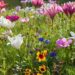 flores em pleno sol