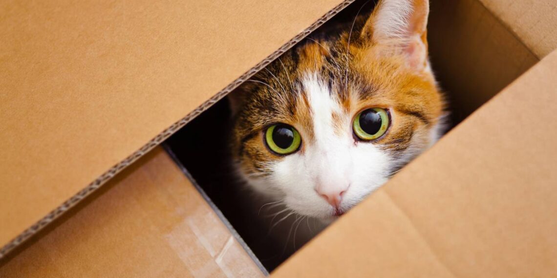 O segredo por trás do amor dos gatos por caixas que todo tutor precisa saber