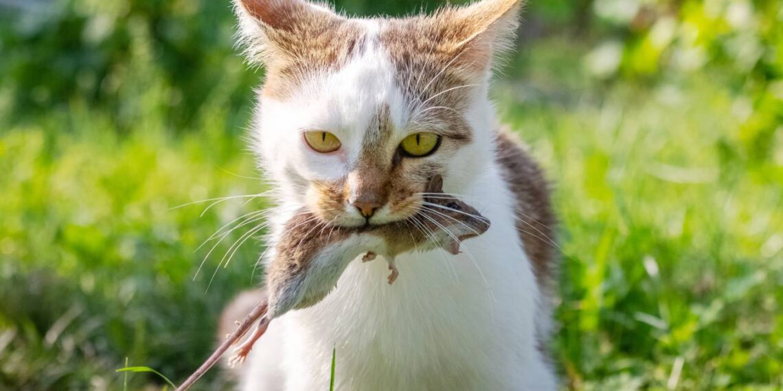 gato