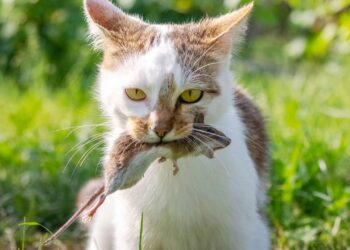 gato
