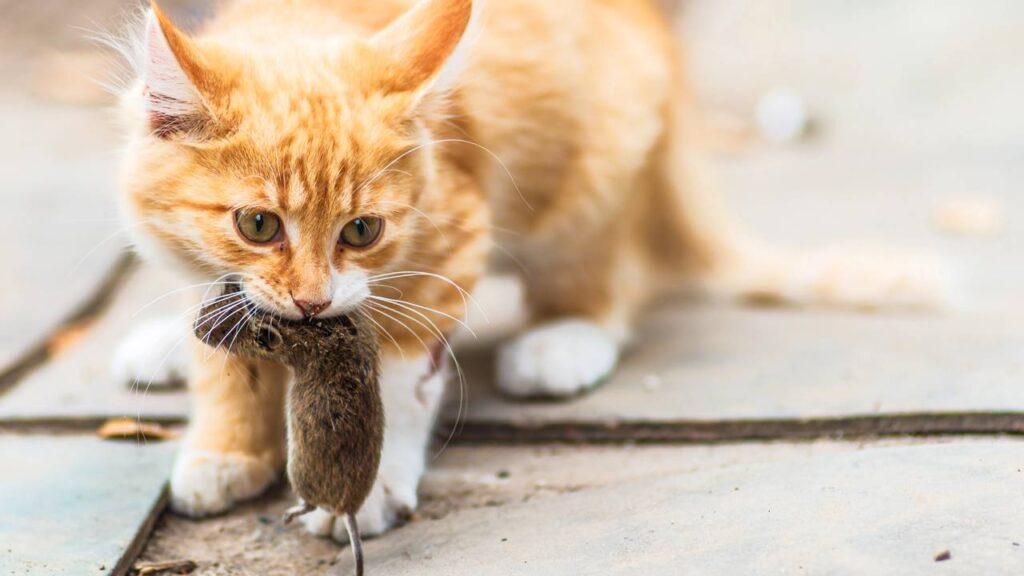 gato com rato