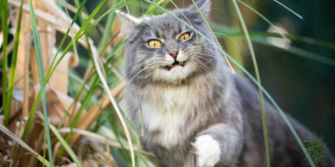 gatos