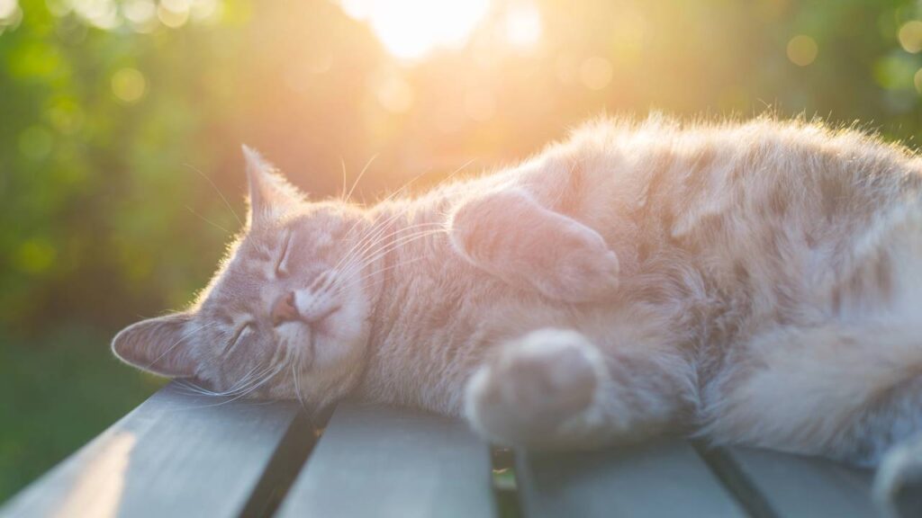 gato dormindo