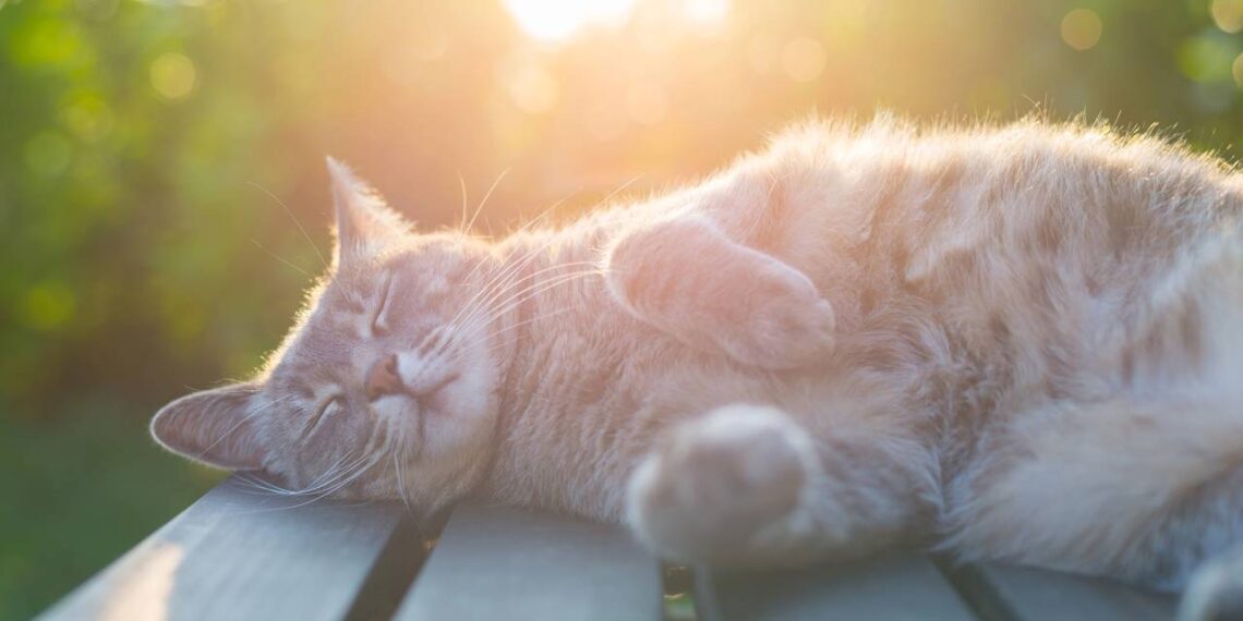 gato dormindo