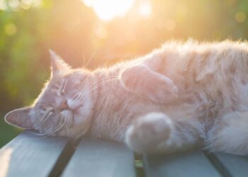 gato dormindo