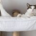 Por que os gatos gostam tanto de ficar em lugares altos dentro de casa?