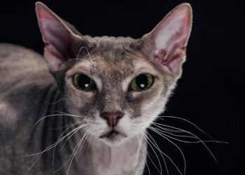 gato