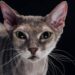 gato