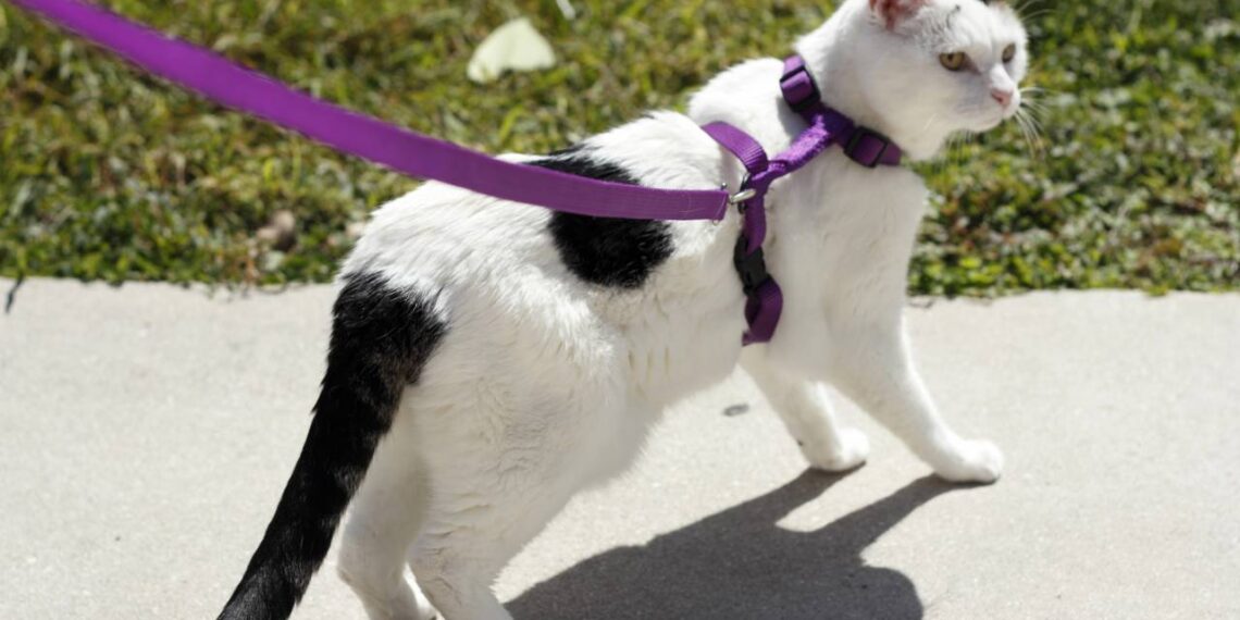Gatos precisam passear ou conseguem ser totalmente felizes vivendo apenas dentro de casa?