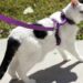 Gatos precisam passear ou conseguem ser totalmente felizes vivendo apenas dentro de casa?