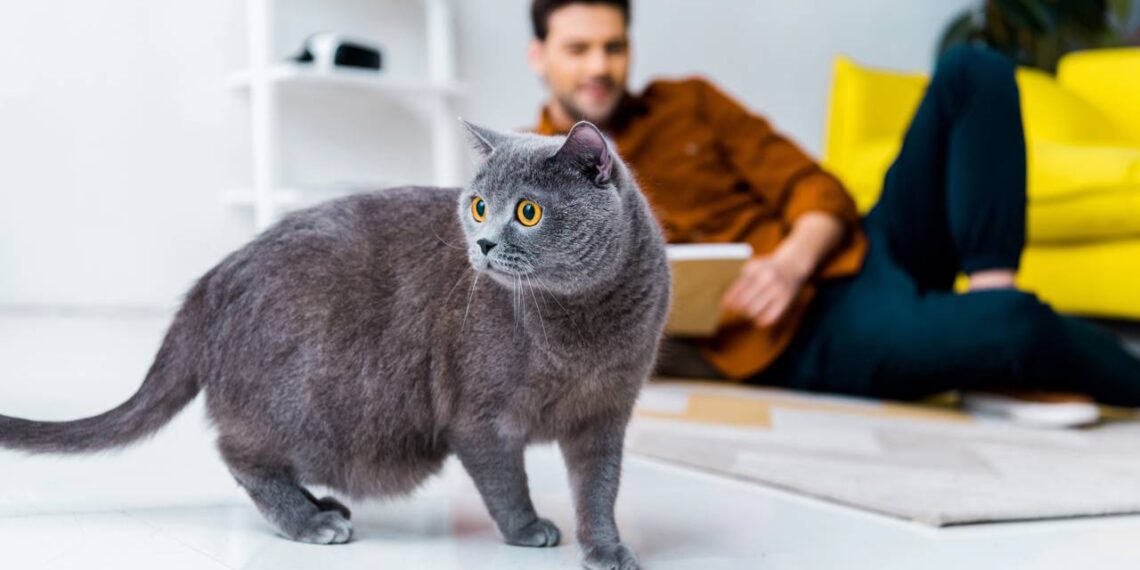 gato atento