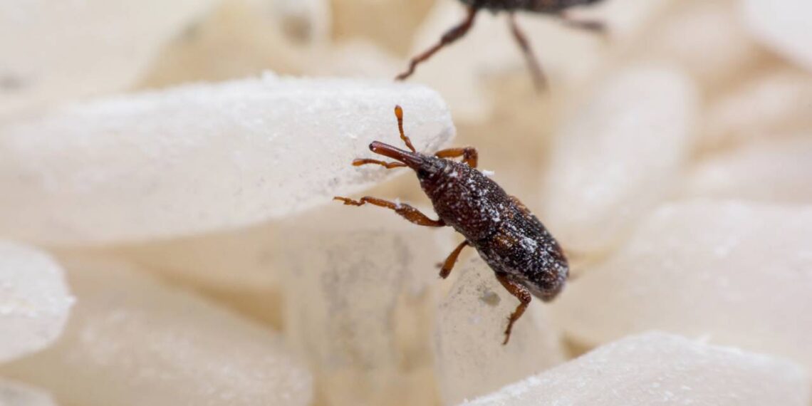 Bichinhos no arroz? Veja agora como acabar com o caruncho e salvar seus alimentos com segurança