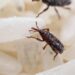 Bichinhos no arroz? Veja agora como acabar com o caruncho e salvar seus alimentos com segurança