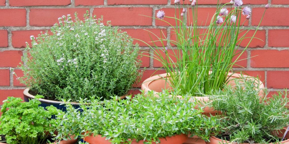 horta