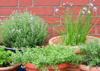 horta