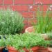 horta