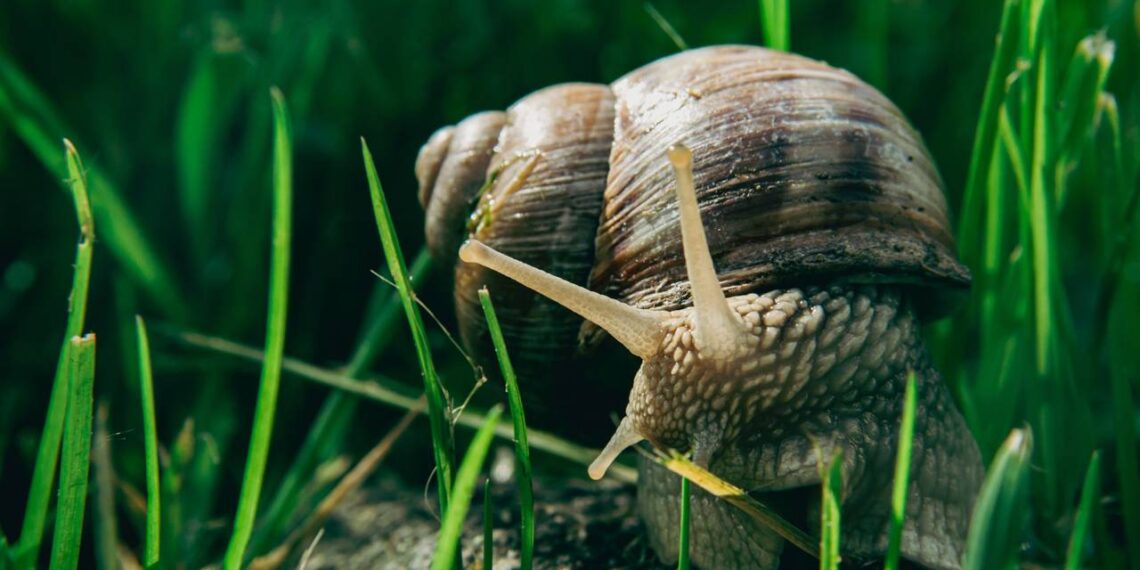 caracol