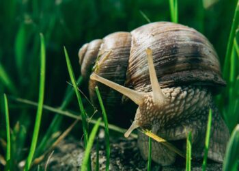 caracol