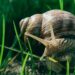 caracol