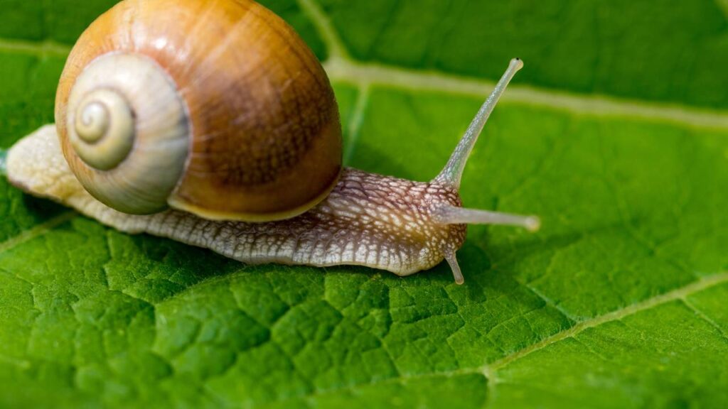 lesma caracol