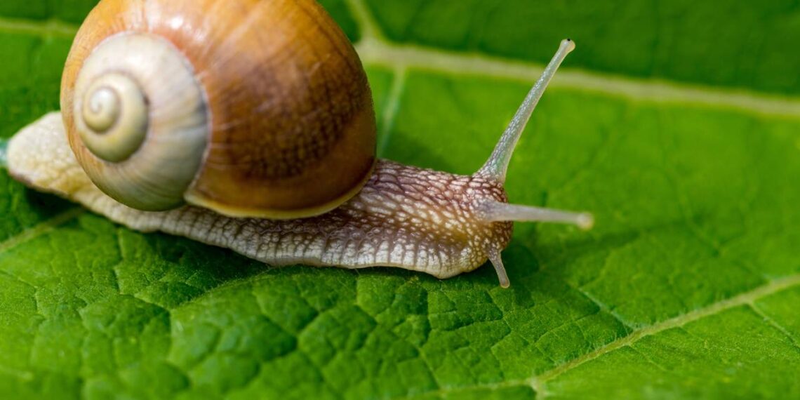 lesma caracol