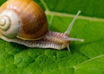 lesma caracol