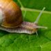 lesma caracol