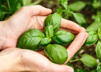 Cuidados simples no cultivo do manjericão evitam floração precoce e ajudam a produzir mais folhas