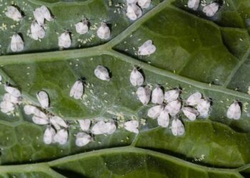 Mosca branca nas plantas