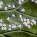 Mosca branca nas plantas