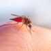 Calor e água parada explicam aumento de pernilongos e risco de dengue