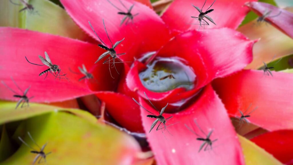 mosquitos