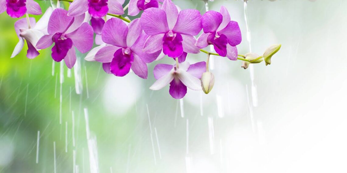 orquidea flor