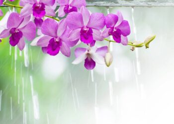 orquidea flor